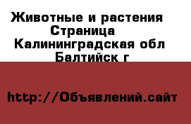  Животные и растения - Страница 2 . Калининградская обл.,Балтийск г.